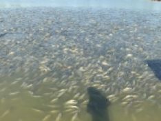 Ký sinh trùng, nấm và những tác hại gây ra trên cá nước ngọt nuôi thâm canh